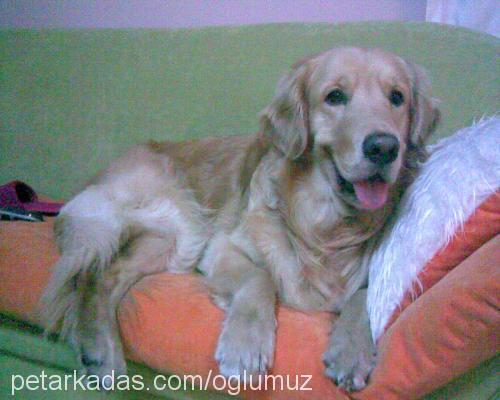 goldie Erkek Golden Retriever