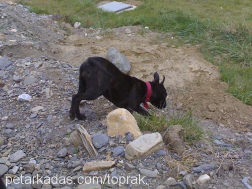 LeNa Dişi Amerikan Staffordshire Terrier