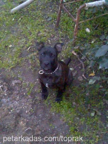 LeNa Dişi Amerikan Staffordshire Terrier