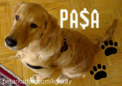 paşa Erkek Golden Retriever