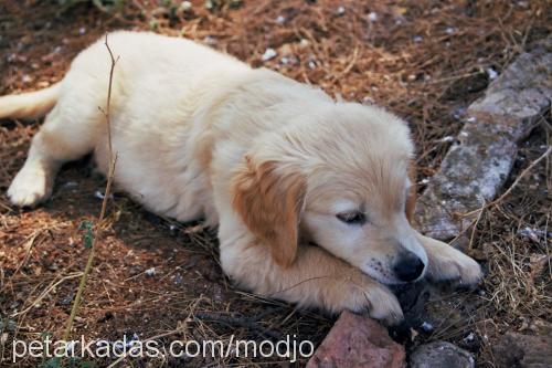 modjo Erkek Golden Retriever