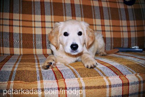 modjo Erkek Golden Retriever