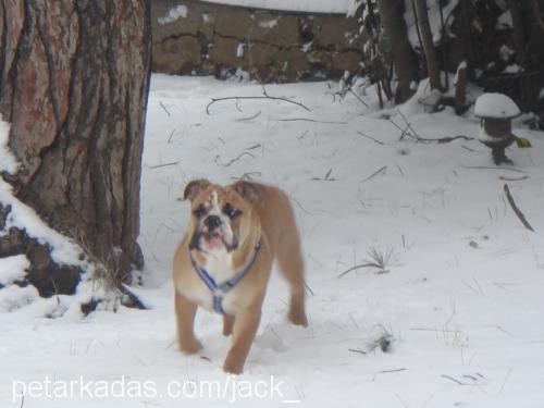 Jack Erkek İngiliz Bulldog