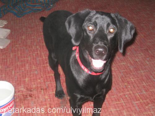 sera Dişi Labrador Retriever