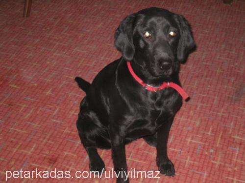 sera Dişi Labrador Retriever