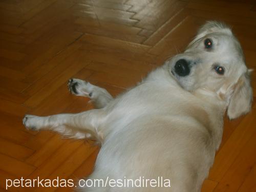 gizmo Dişi Golden Retriever