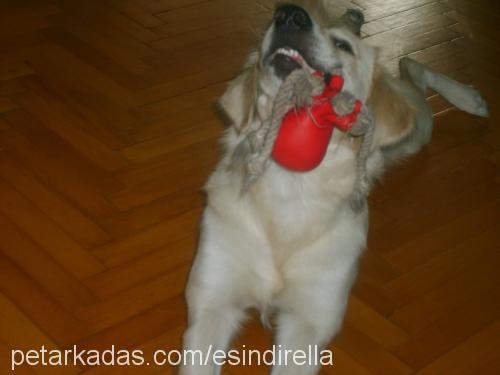 gizmo Dişi Golden Retriever