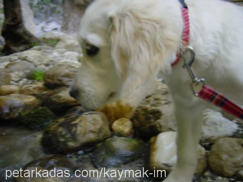 kaymak Erkek Golden Retriever