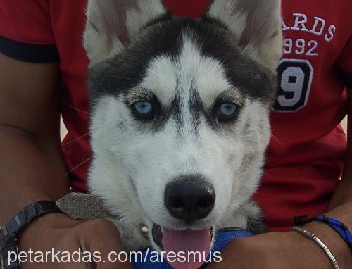 ares Erkek Sibirya Kurdu (Husky)