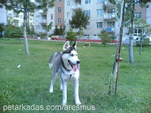 ares Erkek Sibirya Kurdu (Husky)