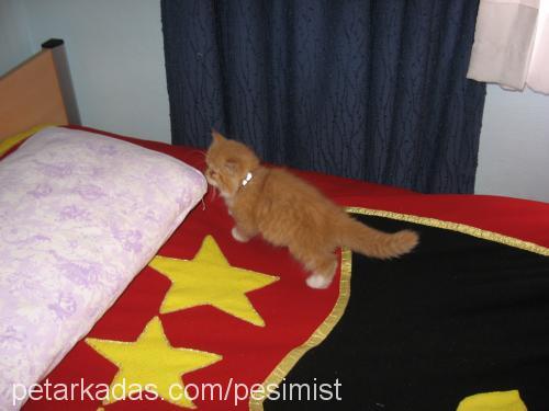 garfield Dişi İran Kedisi