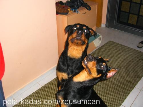 zeuscan Erkek Doberman Pinscher