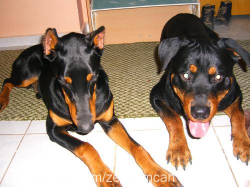 zeuscan Erkek Doberman Pinscher