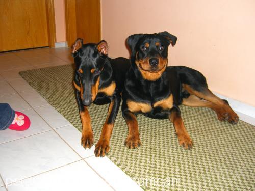 zeuscan Erkek Doberman Pinscher