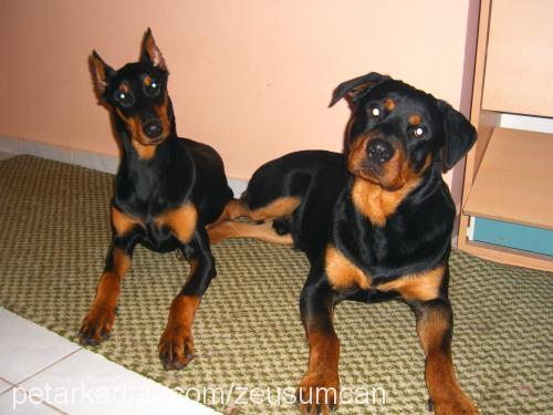 zeuscan Erkek Doberman Pinscher