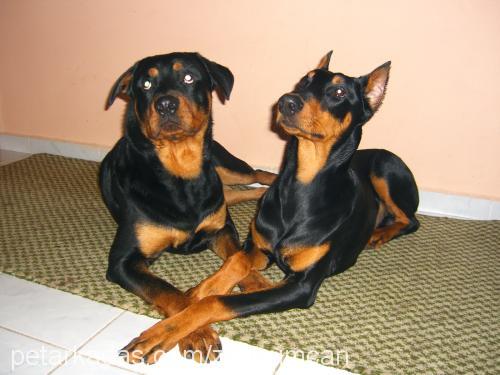 zeuscan Erkek Doberman Pinscher