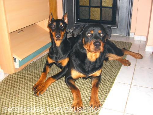 zeuscan Erkek Doberman Pinscher