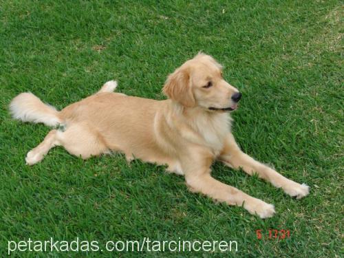 Tarçın Dişi Golden Retriever