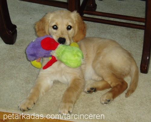 Tarçın Dişi Golden Retriever