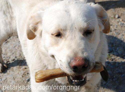 Shakespeare Erkek Labrador Retriever