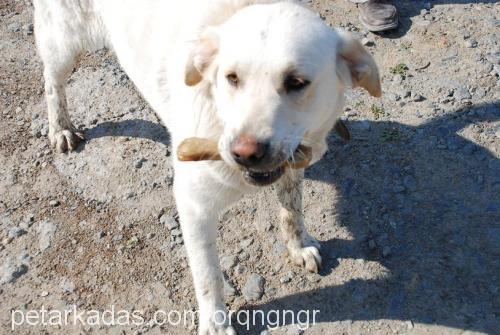 Shakespeare Erkek Labrador Retriever