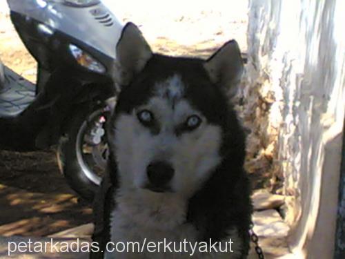 TONİ Erkek Sibirya Kurdu (Husky)