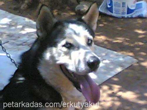 TONİ Erkek Sibirya Kurdu (Husky)