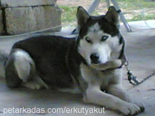 TONİ Erkek Sibirya Kurdu (Husky)