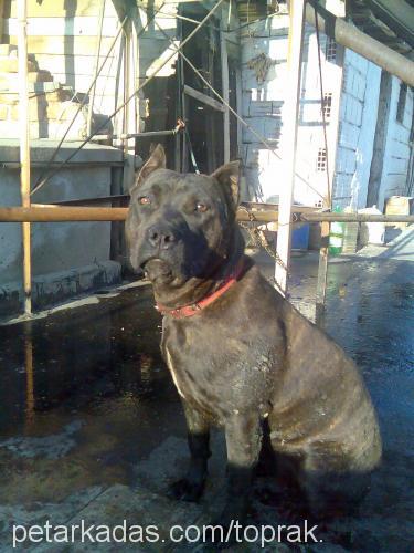 LeNa Dişi Amerikan Staffordshire Terrier