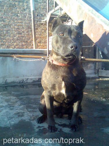 LeNa Dişi Amerikan Staffordshire Terrier