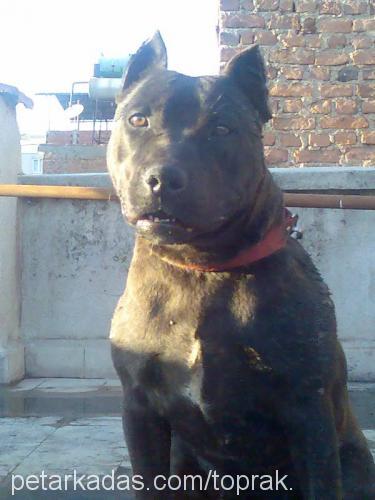 LeNa Dişi Amerikan Staffordshire Terrier