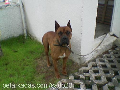 PSİKO ( Piskopa Erkek Amerikan Staffordshire Terrier