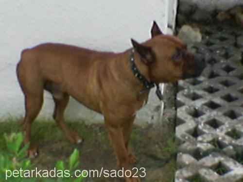 PSİKO ( Piskopa Erkek Amerikan Staffordshire Terrier