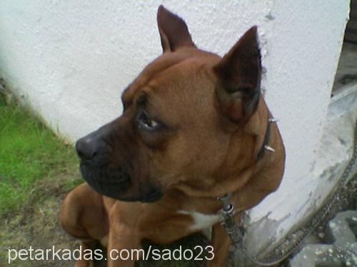 PSİKO ( Piskopa Erkek Amerikan Staffordshire Terrier