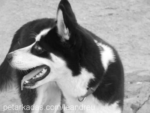 REX Dişi Sibirya Kurdu (Husky)