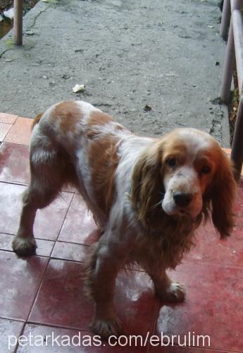 paşa Erkek İngiliz Cocker Spaniel