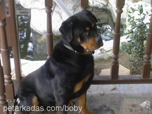 boby Erkek Rottweiler