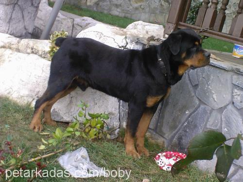 boby Erkek Rottweiler