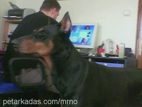 Buddy Erkek Doberman Pinscher