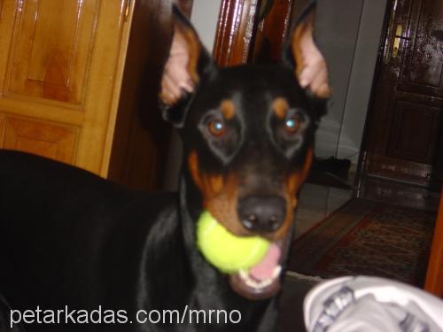 Buddy Erkek Doberman Pinscher