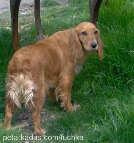 reçel Dişi Amerikan Cocker Spaniel