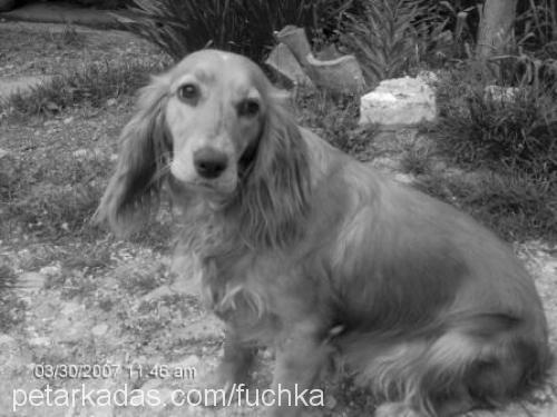 reçel Dişi Amerikan Cocker Spaniel