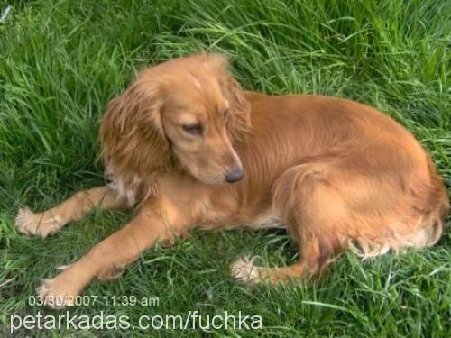 reçel Dişi Amerikan Cocker Spaniel