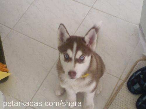 şhara Dişi Sibirya Kurdu (Husky)