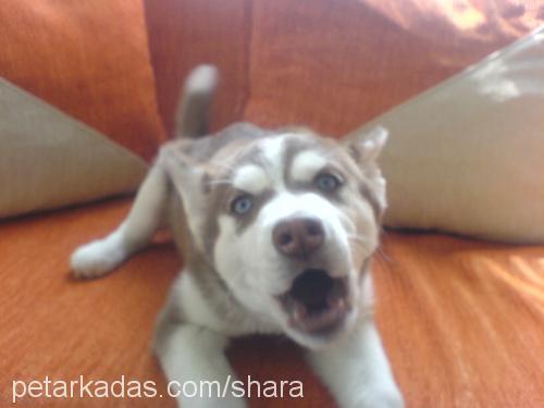 şhara Dişi Sibirya Kurdu (Husky)