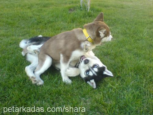 şhara Dişi Sibirya Kurdu (Husky)