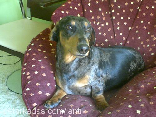 Leon Erkek Dachshund