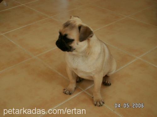 BAL Dişi Pug