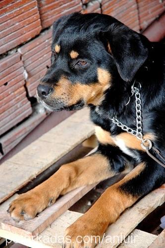 duman Erkek Rottweiler