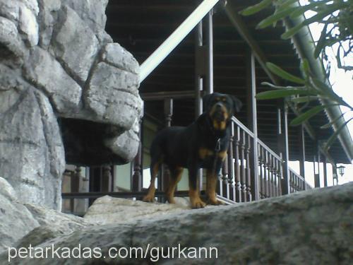 dıesell Erkek Rottweiler